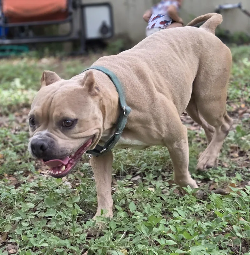 An adult medium-sized female Staffordshire Bull Terrier dog named Buttercup for adoption in Longview, TX