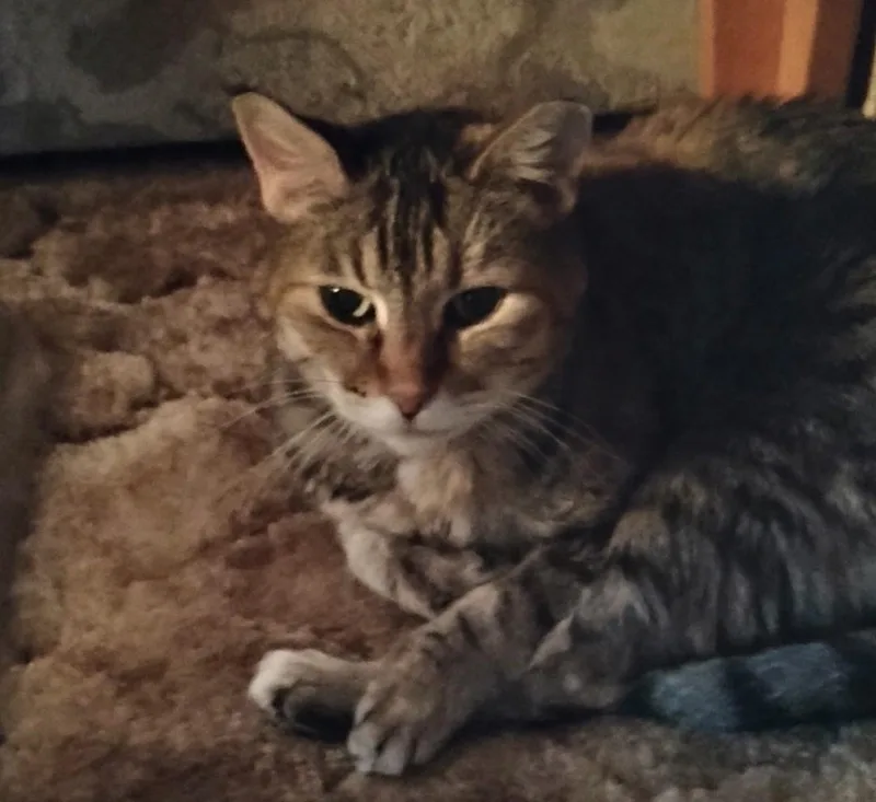 An adult medium-sized female Domestic Short Hair cat named MOLLIE Courtesy Listing for adoption in Prescott, AZ