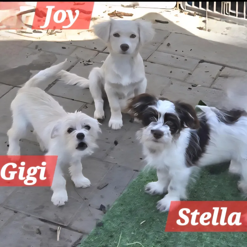 Stella  Gigi  thumbnail 2