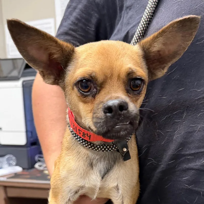 An adult small-sized female Brown / Chocolate Chihuahua dog named Columbia for adoption in Yuma, AZ