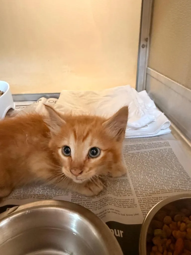 A baby small-sized male Domestic Short Hair cat named Flash for adoption in Douglasville, GA