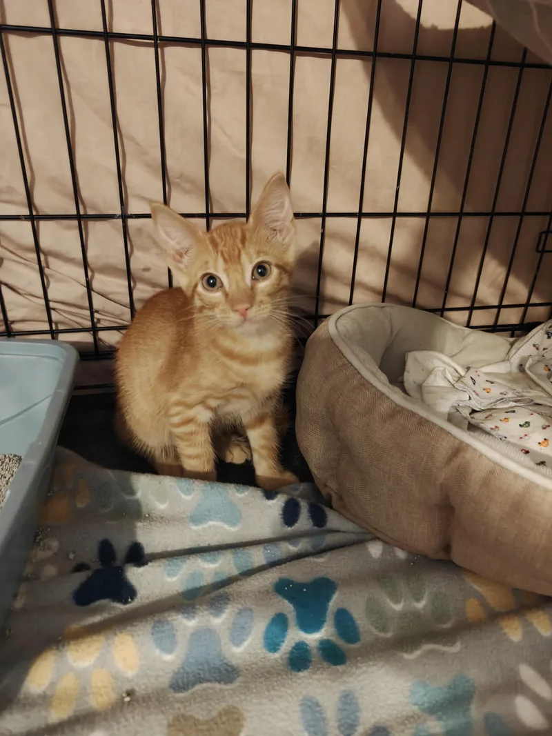 A baby small-sized male Tabby (Orange / Red) Domestic Short Hair cat named Cheddar for adoption in Cleveland, TX