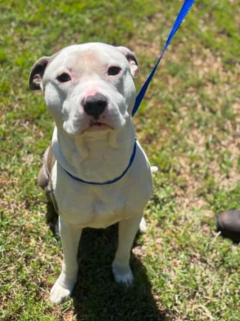 A young medium-sized male Pit Bull Terrier dog named Blue for adoption in Warrenton, NC