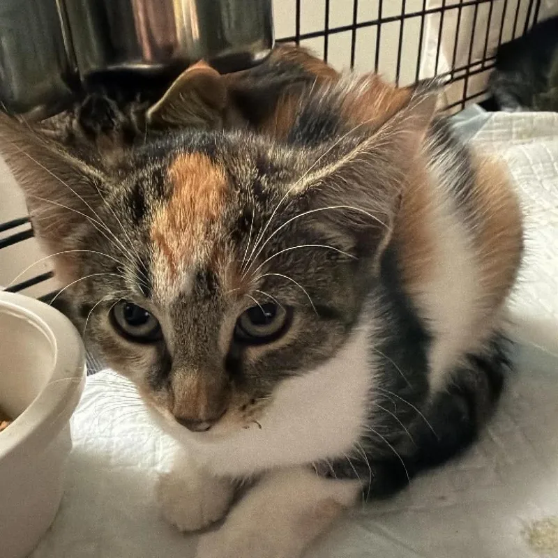 A baby small-sized female White Domestic Short Hair cat named Susie for adoption in Winchester, VA