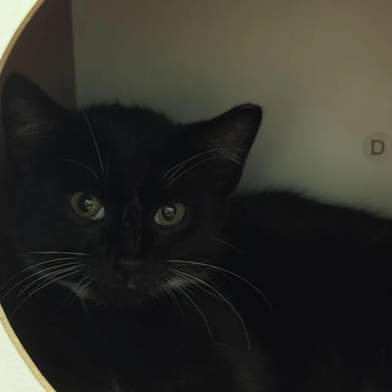 A baby small-sized male Black Domestic Short Hair cat named Morpheus for adoption in Fredericksburg, VA