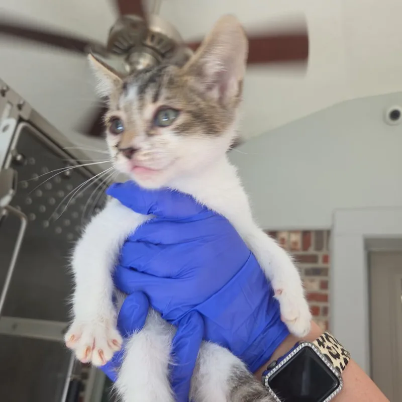 A baby small-sized female Gray / Blue / Silver Domestic Short Hair cat named Jenny for adoption in Starkville, MS