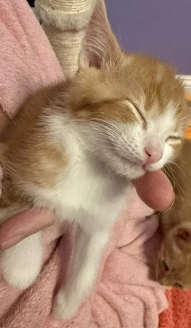 A baby medium-sized male Orange & White Domestic Short Hair cat named Pixel for adoption in Herndon, VA