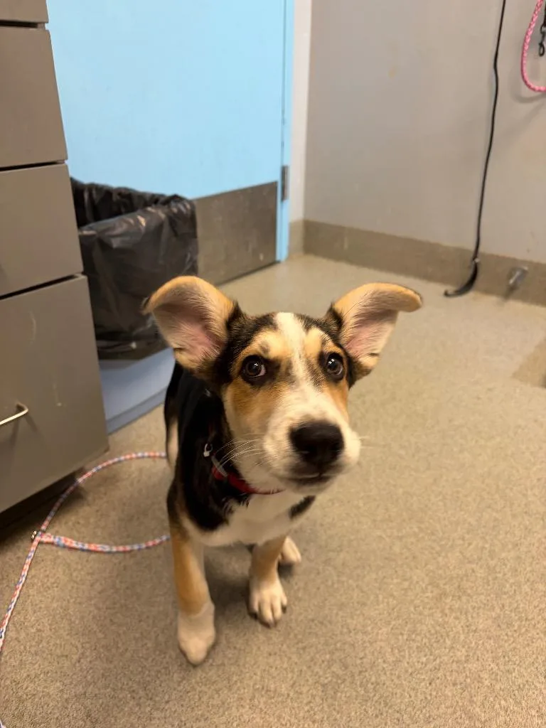 A baby medium-sized male Shepherd dog named Chino for adoption in Bloomington, IN