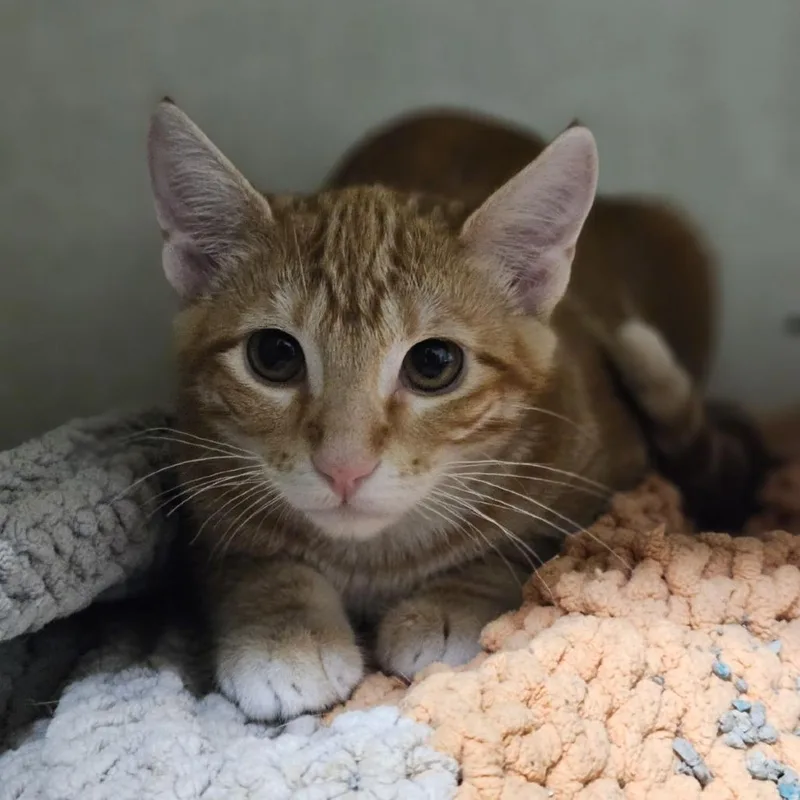 A baby small-sized female Orange / Red Domestic Short Hair cat named Barrette for adoption in Lakewood, CO