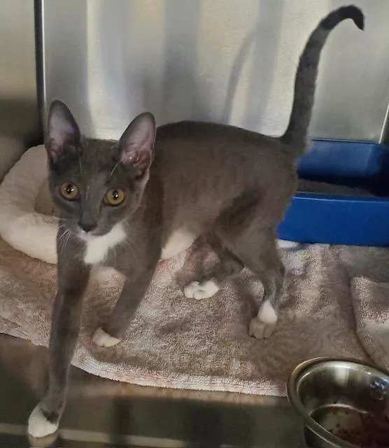 A baby small-sized female Gray & White Domestic Short Hair cat named Leaf for adoption in Canoga Park, CA