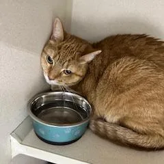 An adult medium-sized female Orange / Red Domestic Short Hair cat named Scarlett for adoption in Grinnell, IA