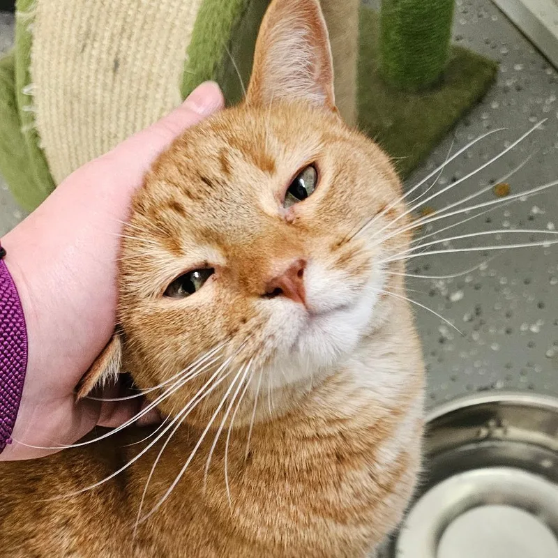 Scarlett thumbnail 2