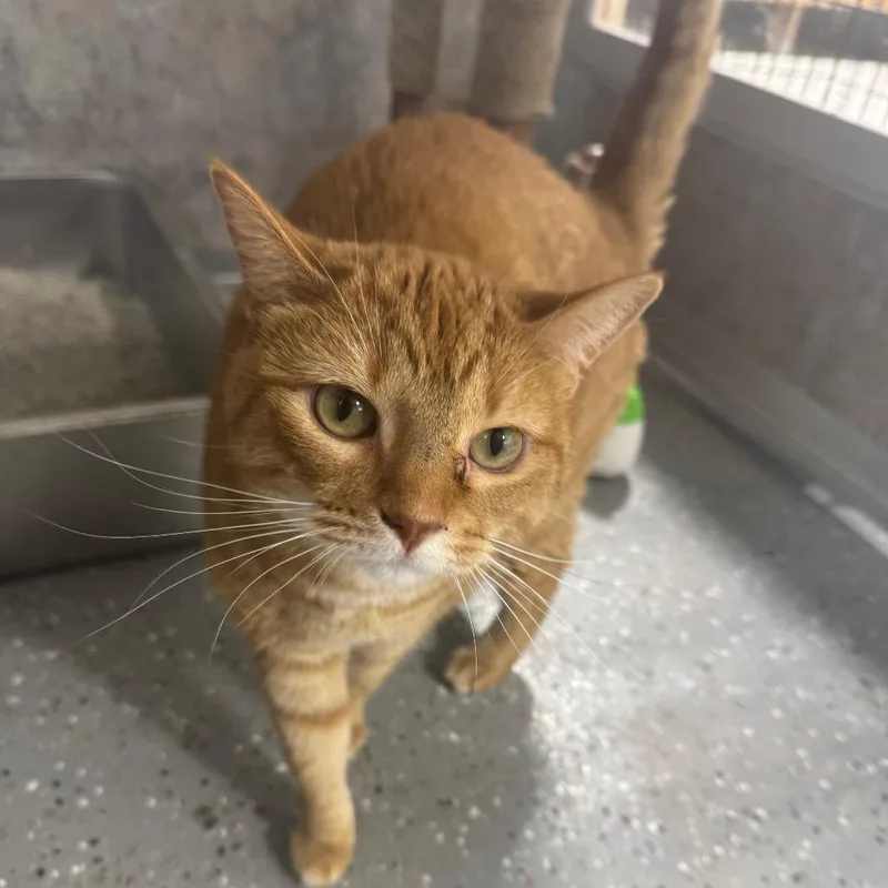 Scarlett thumbnail 3