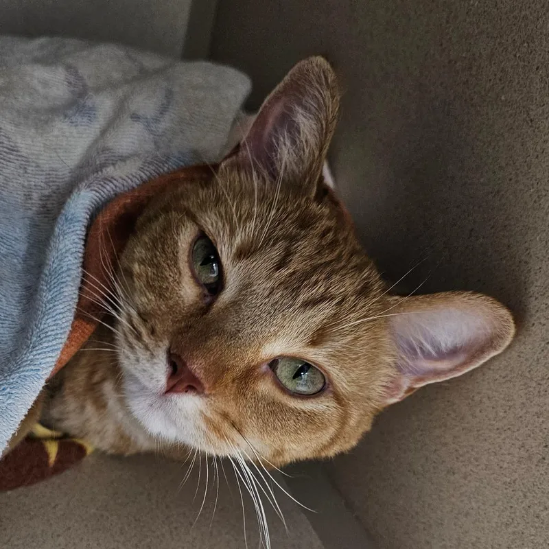 Scarlett thumbnail 4