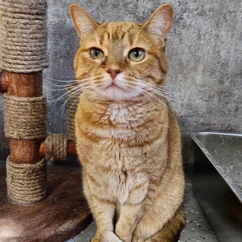 Scarlett thumbnail 5