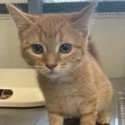 Scarlett thumbnail 6