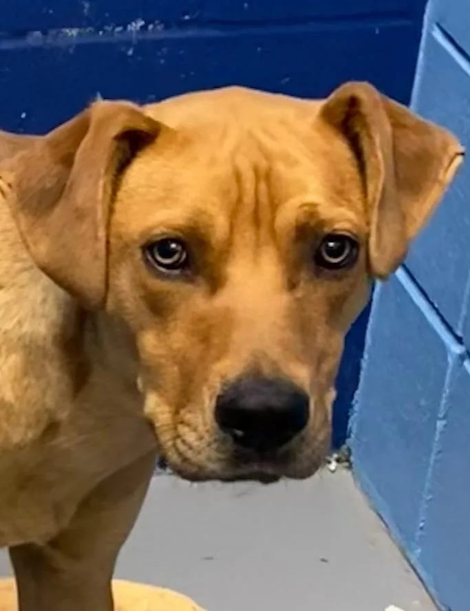 An adult medium-sized male Labrador Retriever dog named Voltage for adoption in Hartsville, SC