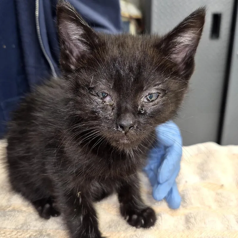A baby small-sized male Black Domestic Short Hair cat named Andy for adoption in Newark, NJ