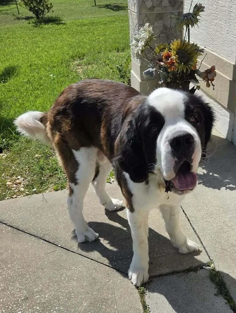 A young extra large-sized male Saint Bernard dog named Walker for adoption in Saint Augustine, FL