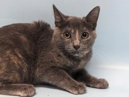 A young small-sized female Domestic Short Hair cat named Ash for adoption in Golden Valley, MN