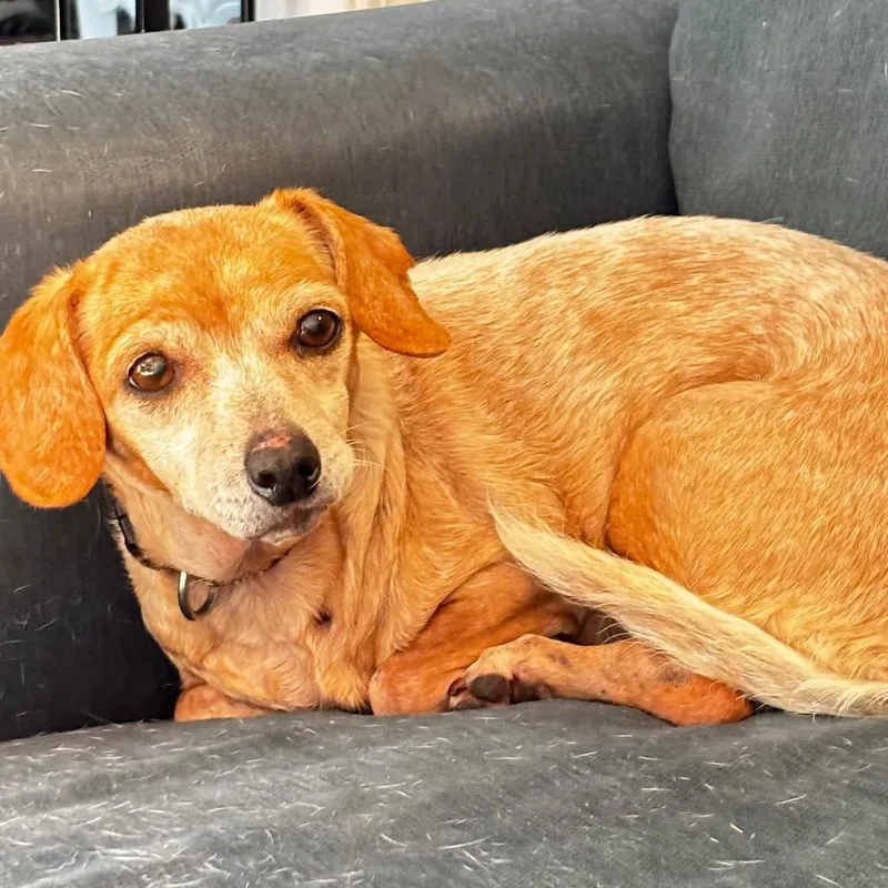 A senior small-sized female Brown / Chocolate Mixed Breed dog named Cartier for adoption in Columbia, MO