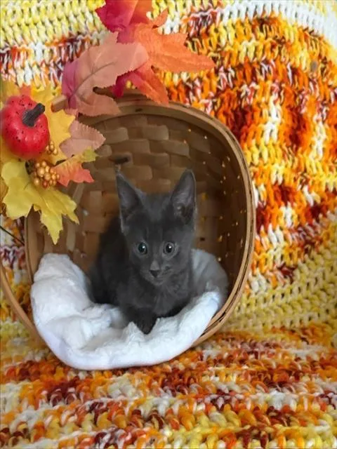 A baby small-sized male Domestic Short Hair cat named Meeko for adoption in Omaha, NE