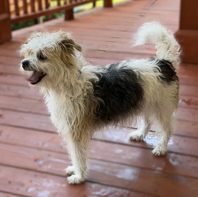 An adult small-sized male White / Cream Terrier dog named Will Byers for adoption in Slidell, LA