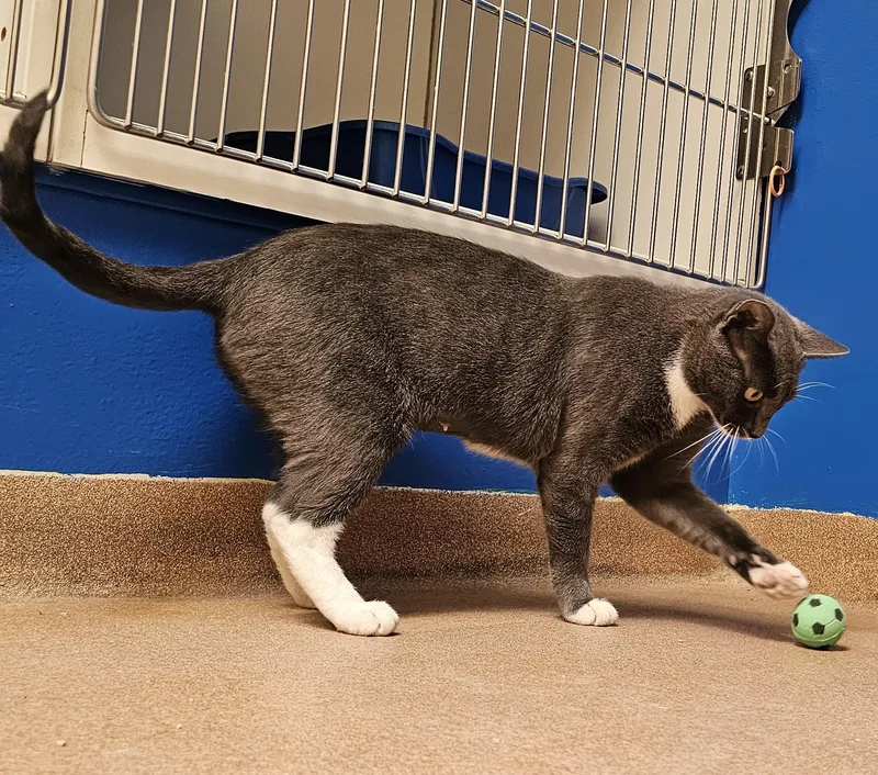 A young medium-sized female Gray & White Domestic Short Hair cat named Mama Labubu for adoption in Norwalk, CT