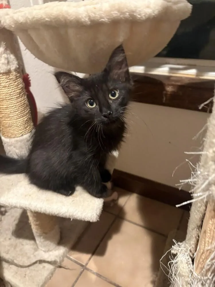 A baby small-sized female Domestic Short Hair cat named Miss Mollie for adoption in Aurora, CO