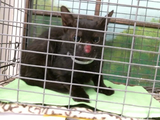 A young large-sized female Domestic Short Hair cat named Candy for adoption in Houston, TX