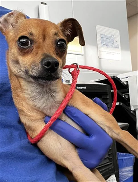 A young small-sized female Mixed Breed dog named Sydney for adoption in Dallas, TX