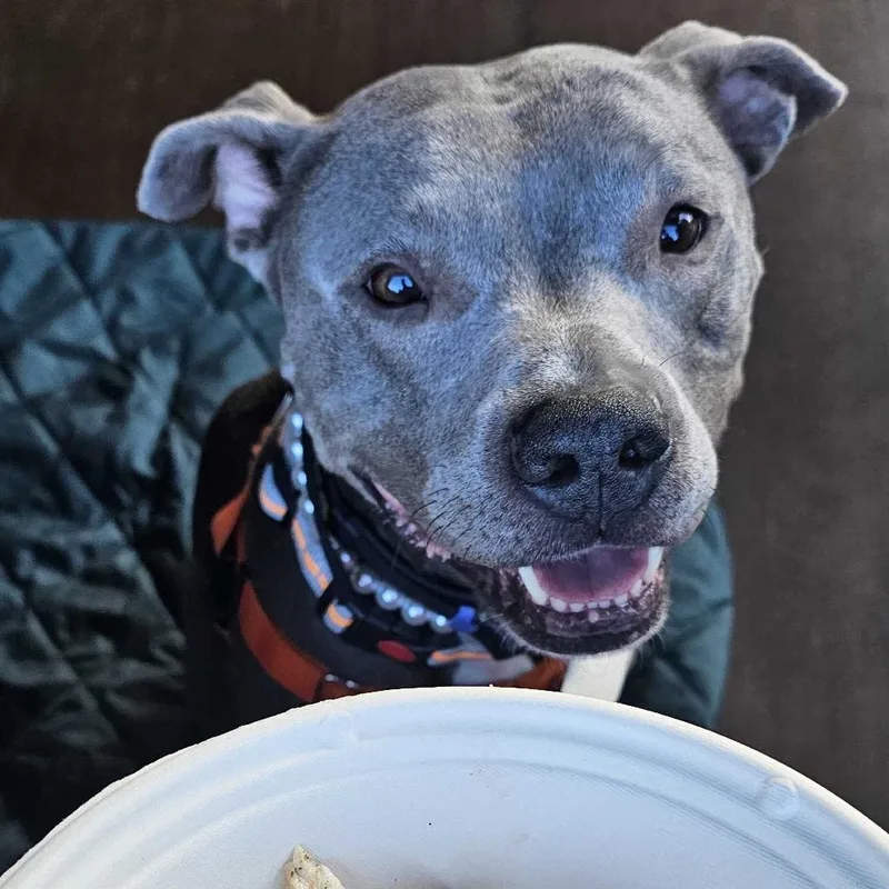 An adult medium-sized female Gray / Blue / Silver Pit Bull Terrier dog named Rue Vt for adoption in Las Vegas, NV