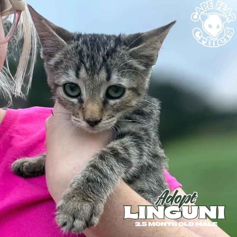 A baby small-sized male Tabby (Buff / Tan / Fawn) Domestic Short Hair cat named Linguni for adoption in Wilmington, NC