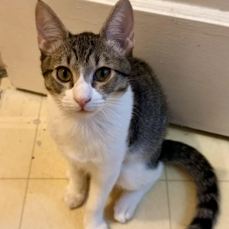 A baby medium-sized male Tabby (Gray / Blue / Silver) Domestic Short Hair cat named Willow for adoption in Santa Ana, CA