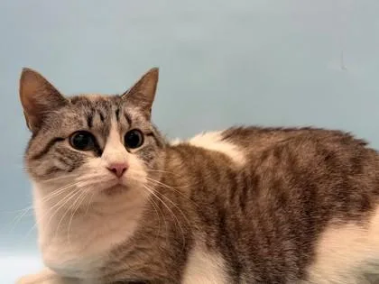 A senior small-sized female Domestic Short Hair cat named Celena for adoption in Woodbury, MN