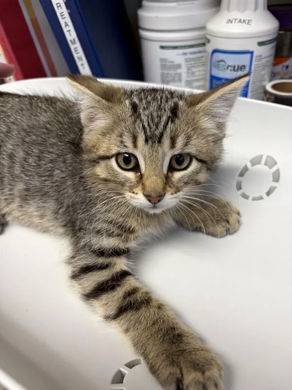 A baby small-sized male Domestic Short Hair cat named Cricket for adoption in Great Falls, MT