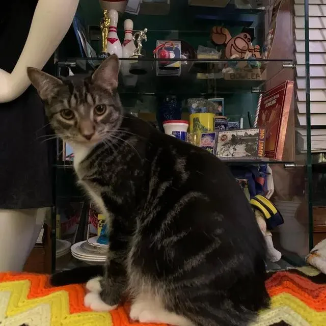 A young medium-sized male Domestic Short Hair cat named Arya & Winston for adoption in Cleveland, OH
