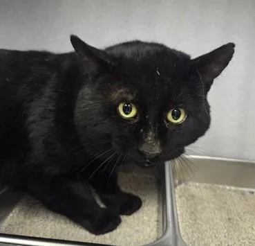 An adult medium-sized male Black Domestic Short Hair cat named Meowstro for adoption in Canon City, CO