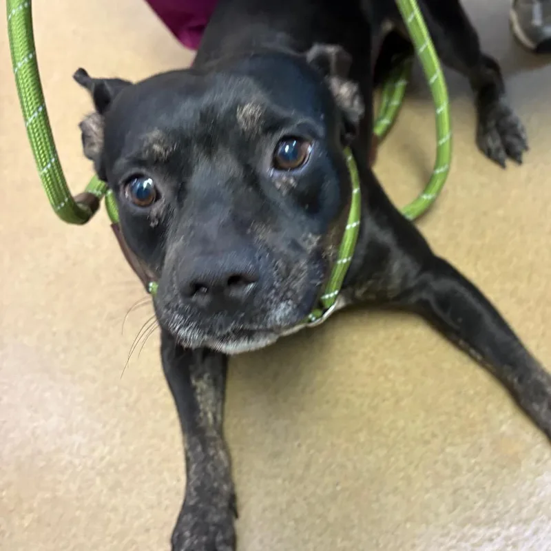 An adult medium-sized male Black American Staffordshire Terrier dog named Roger for adoption in Corpus Christi, TX