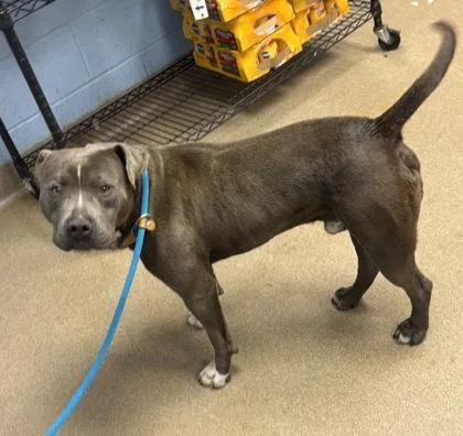 An adult large-sized male Mixed Breed dog named Cityscape for adoption in Chamblee, GA
