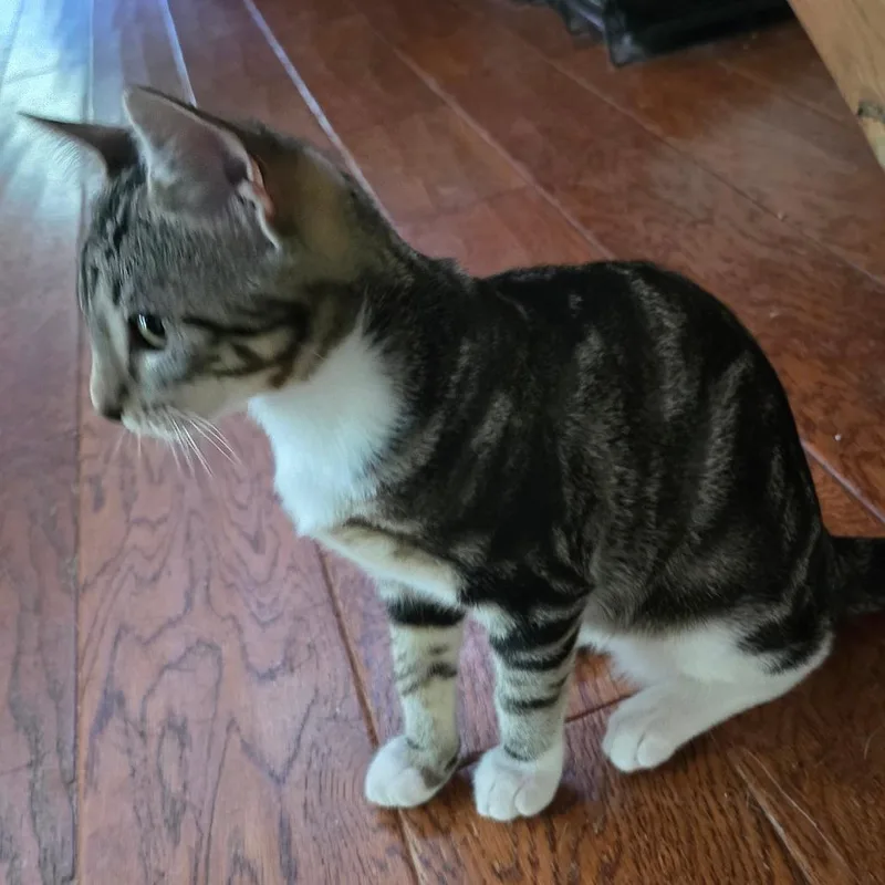 A baby small-sized female Gray / Blue / Silver Domestic Short Hair cat named Jemma for adoption in Bedford, NH