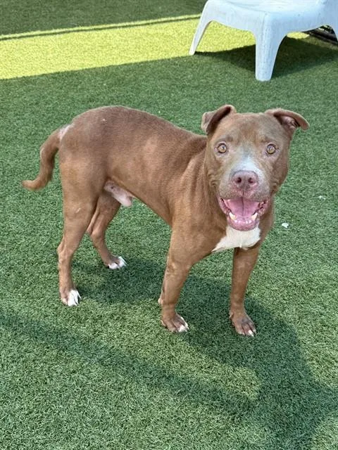 An adult large-sized male Mixed Breed dog named Bruce for adoption in Dallas, TX
