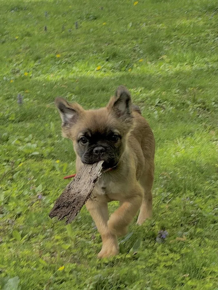 A baby small-sized male Tricolor (Brown, Black, & White) French Bulldog dog named Gus for adoption in Brewster , NY