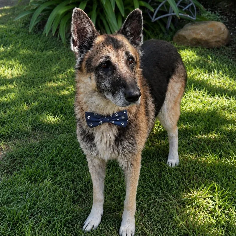 A senior medium-sized male German Shepherd Dog dog named Jackson Gs for adoption in Allen, TX