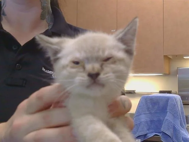 A baby small-sized female Domestic Short Hair cat named Fig for adoption in Sacramento, CA