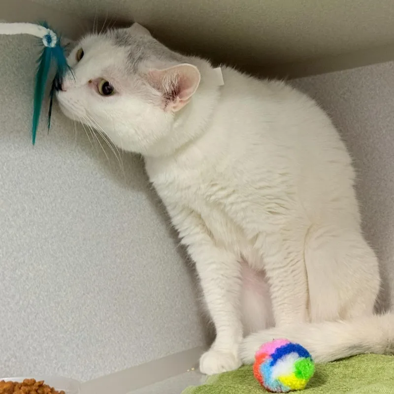 An adult medium-sized female White Domestic Short Hair cat named Fifi for adoption in Westhampton, NY