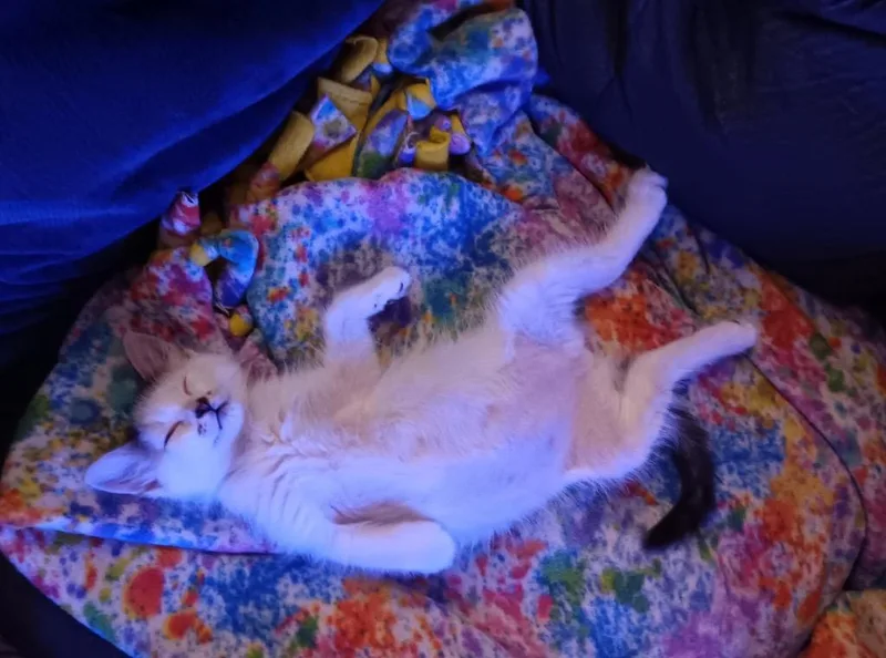 A baby small-sized male Tabby cat named Oats for adoption in San Antonio, TX