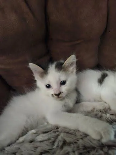 Oats thumbnail 3