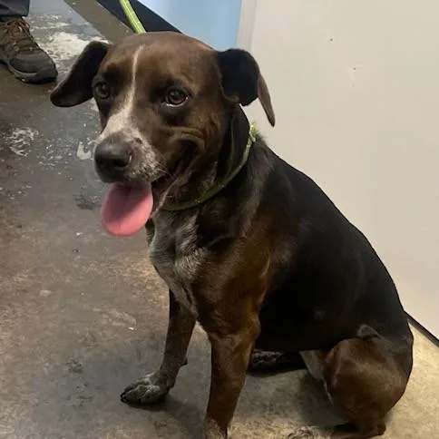 A young medium-sized female Brown / Chocolate Cattle Dog named Toga for adoption in Albany, NY