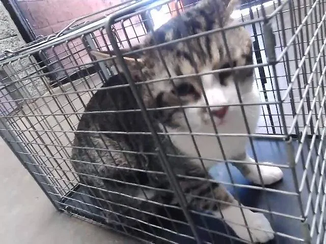 An adult large-sized male Domestic Short Hair cat named L.a. for adoption in Tulsa, OK